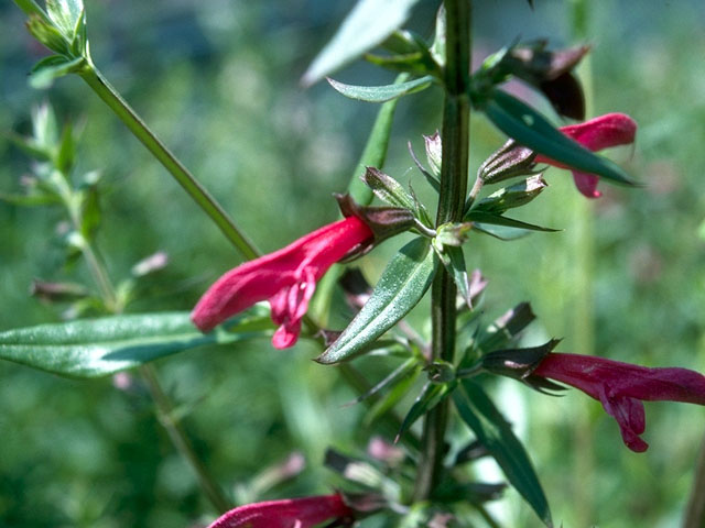 Salvia pentstemonoides (Big red sage) #15931