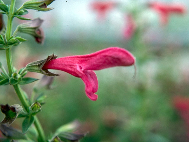 Salvia pentstemonoides (Big red sage) #15932