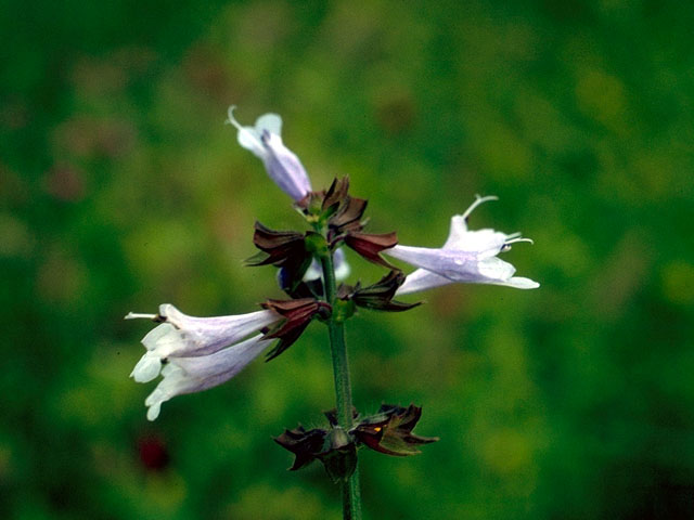 Salvia lyrata (Lyreleaf sage) #15937