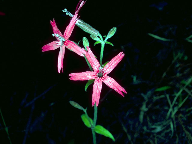 Silene virginica (Fire pink) #15986