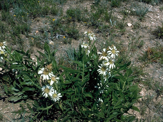 Silphium albiflorum (White rosinweed) #15989
