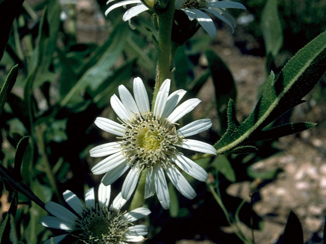 Silphium albiflorum (White rosinweed) #15990
