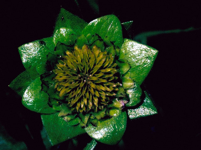 Silphium radula (Roughstem rosinweed) #15993