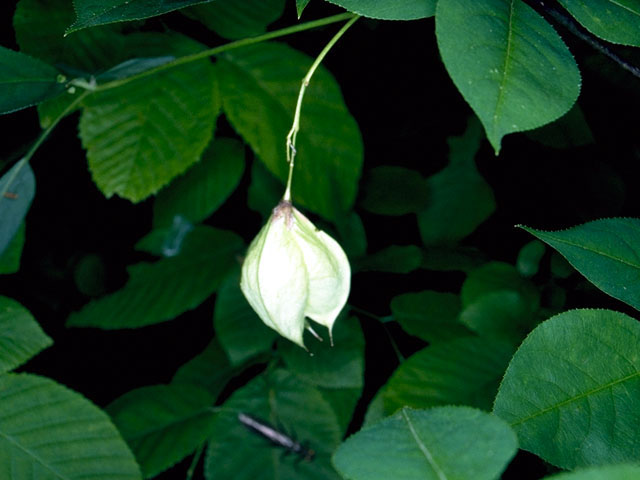 Staphylea trifolia (American bladdernut) #16053