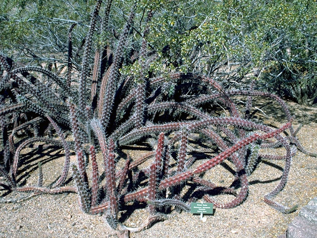 Stenocereus thurberi (Organpipe cactus) #16055