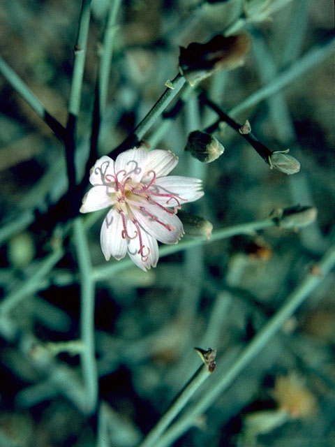 Stephanomeria pauciflora (Brownplume wirelettuce) #16062