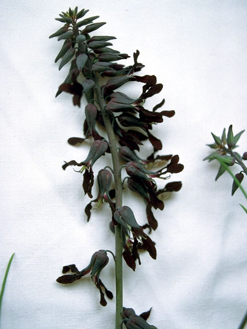 Streptanthus hyacinthoides (Smooth jewelflower) #16063