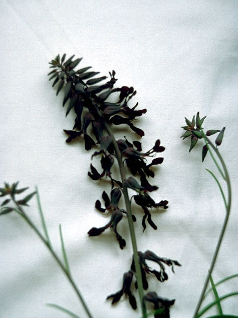 Streptanthus hyacinthoides (Smooth jewelflower) #16064