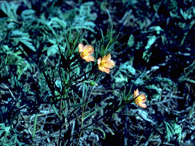 Phemeranthus aurantiacus (Orange flameflower) #16075