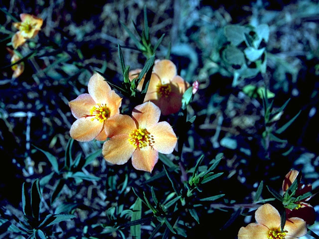 Phemeranthus aurantiacus (Orange flameflower) #16076