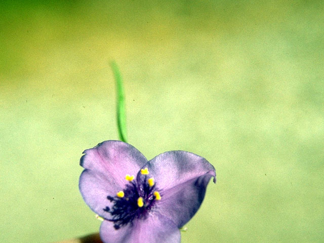 Tradescantia ohiensis (Ohio spiderwort) #16115