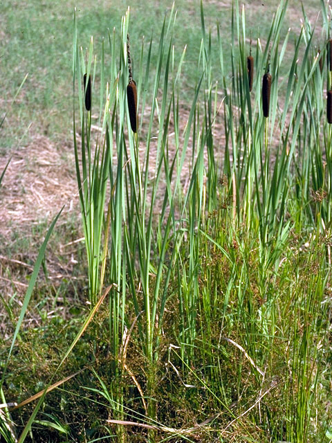 Typha latifolia (Broadleaf cattail) #16131