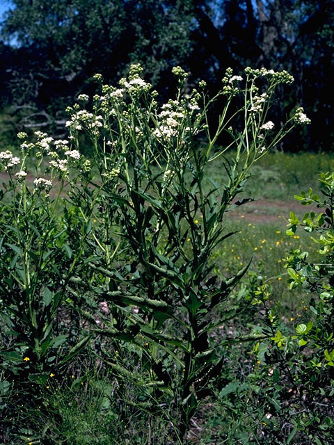 Verbesina virginica (Frostweed) #16171
