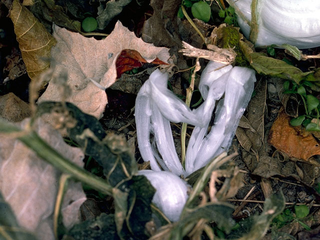 Verbesina virginica (Frostweed) #16173