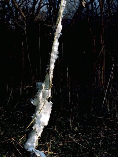 Verbesina virginica (Frostweed) #16178