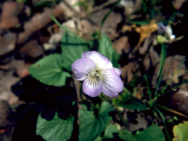 Viola affinis (Sand violet) #16199
