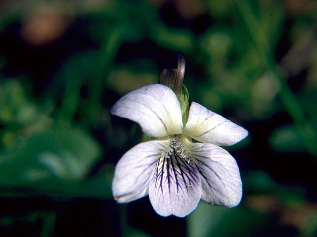 Viola affinis (Sand violet) #16202