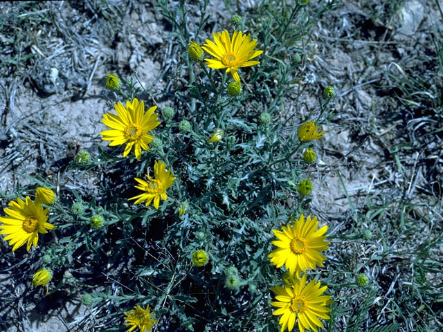 Xanthisma texanum (Texas sleepy daisy) #16205