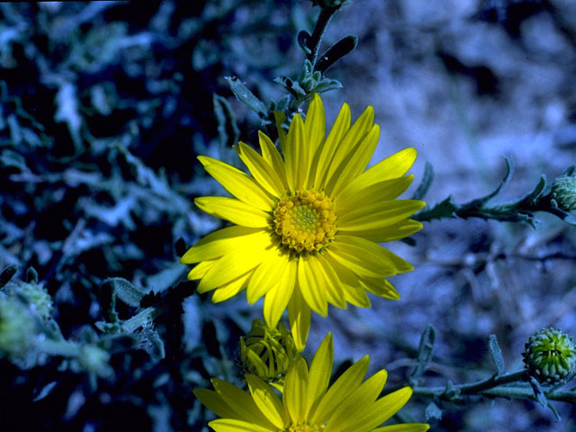 Xanthisma texanum (Texas sleepy daisy) #16206