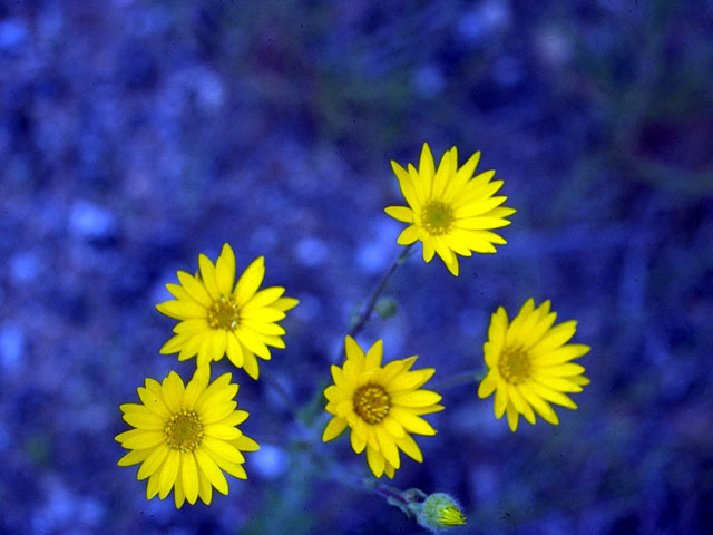 Xanthisma texanum (Texas sleepy daisy) #16207