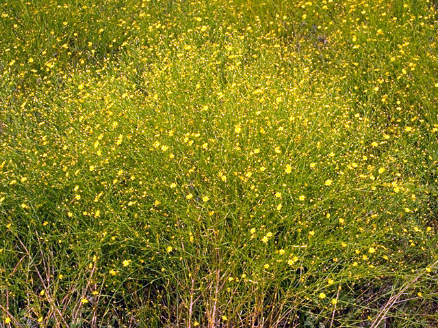 Amphiachyris dracunculoides (Prairie broomweed) #16212