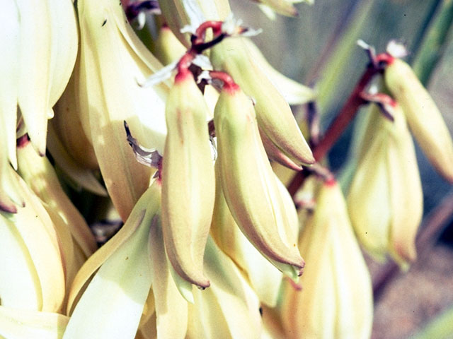 Yucca baccata (Banana yucca) #16218