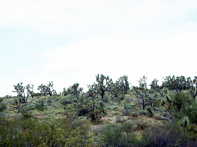 Yucca brevifolia (Joshua tree) #16220