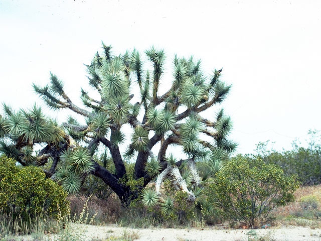 Yucca brevifolia (Joshua tree) #16221