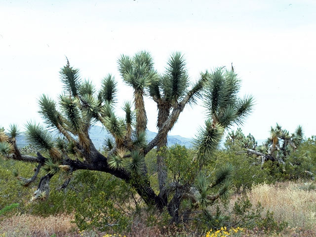 Yucca brevifolia (Joshua tree) #16222