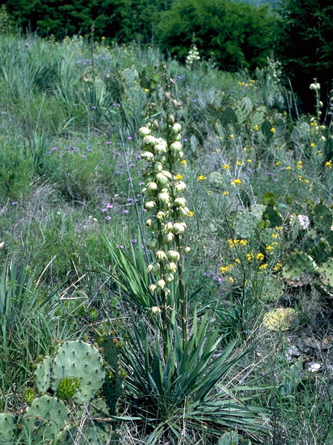 Yucca glauca (Soapweed yucca) #16223