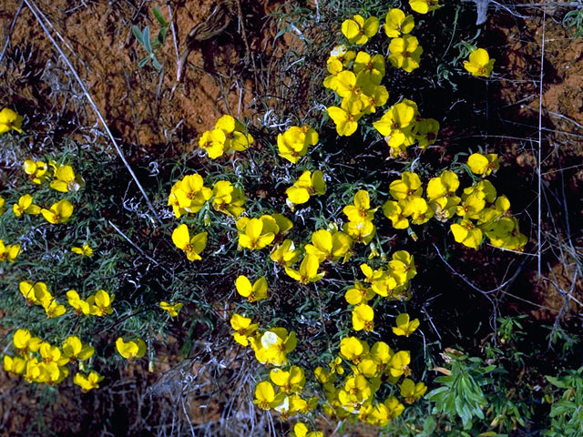 Zinnia grandiflora (Plains zinnia) #16229
