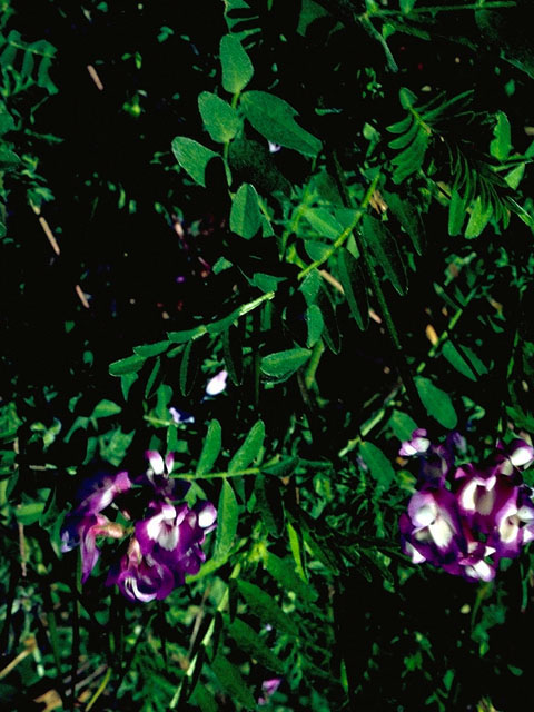 Astragalus nuttallianus (Nuttall's milkvetch) #16249