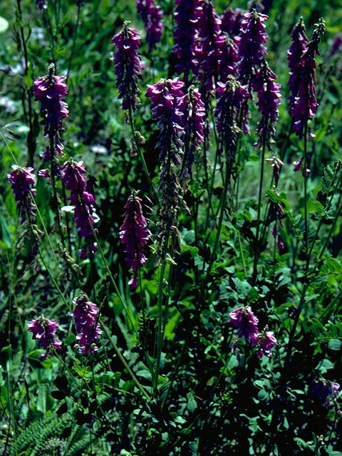 Hedysarum alpinum (Alpine sweetvetch) #16251