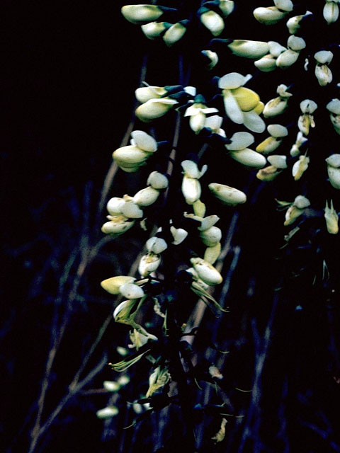 Baptisia alba var. macrophylla (Largeleaf wild indigo) #16253