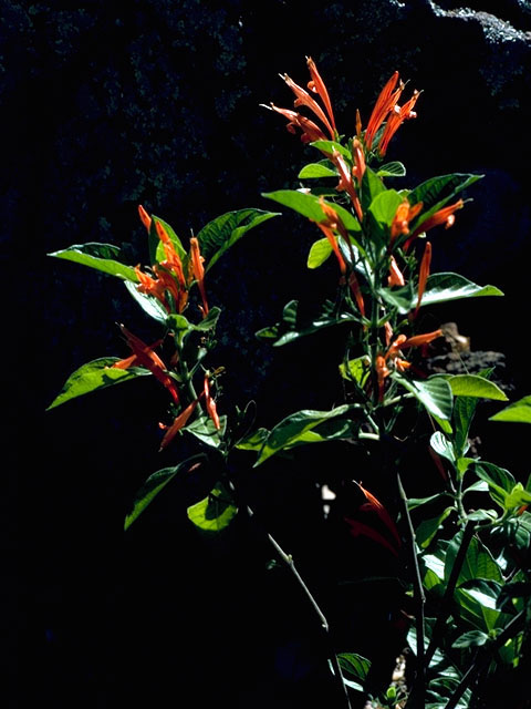 Anisacanthus quadrifidus var. wrightii (Flame acanthus) #16258