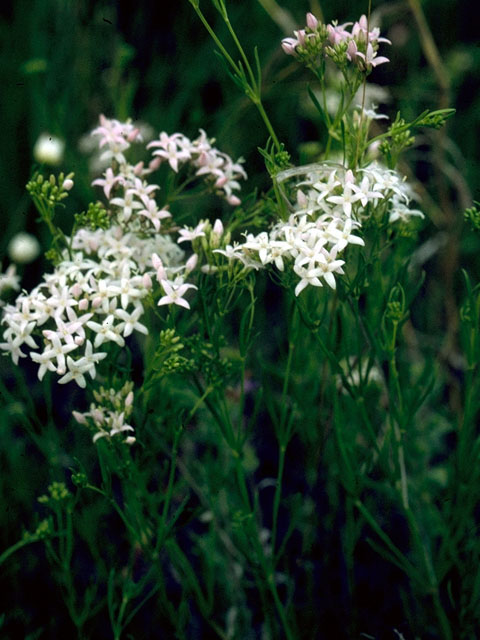 Stenaria nigricans var. nigricans (Diamondflowers) #16268