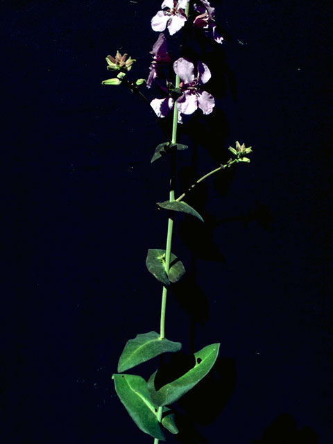 Streptanthus bracteatus (Bracted twistflower) #16270