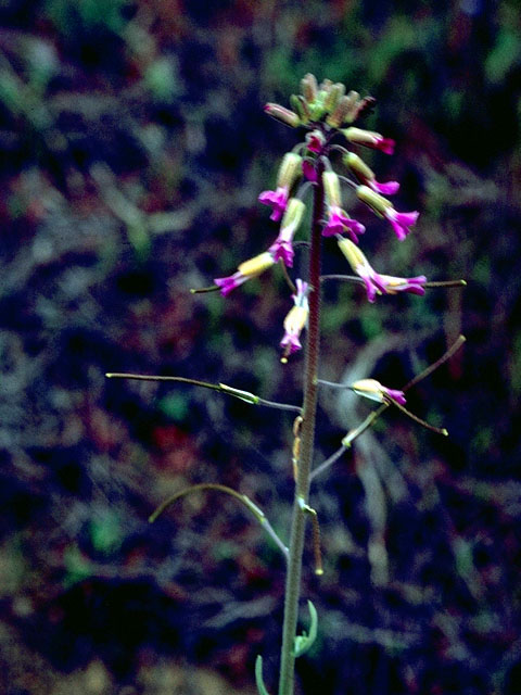 Arabis sparsiflora (Sicklepod rockcress) #16272