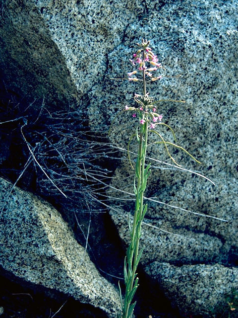 Arabis sparsiflora (Sicklepod rockcress) #16273