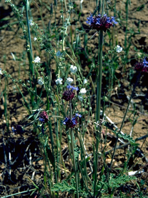 Salvia columbariae (California sage) #16285