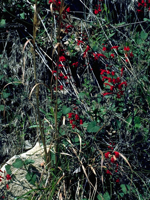 Salvia roemeriana (Cedar sage) #16289
