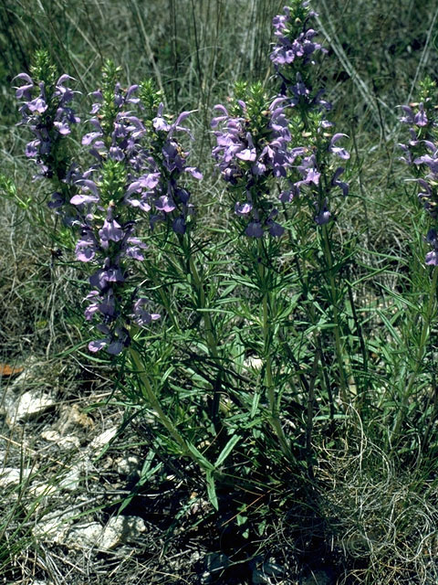 Salvia texana (Texas sage) #16290