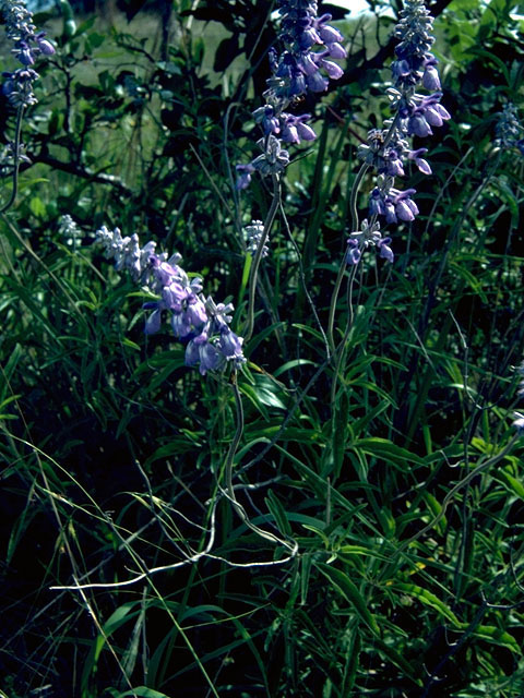Salvia farinacea (Mealy blue sage) #16295