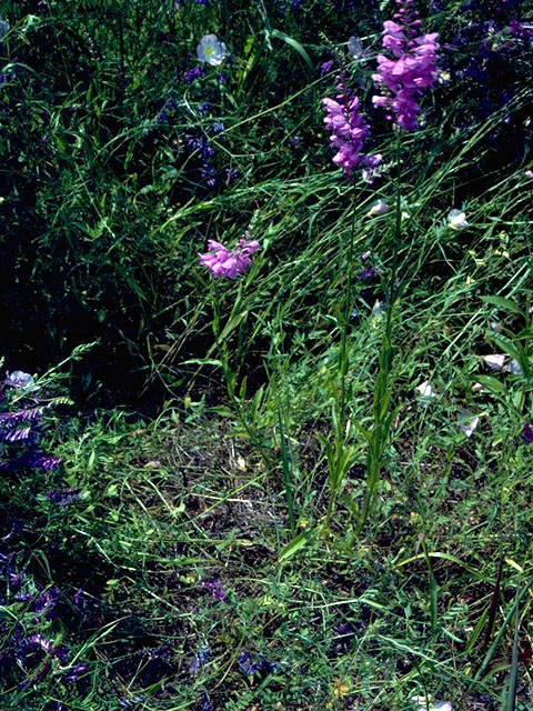 Physostegia intermedia (Spring obedient plant) #16306