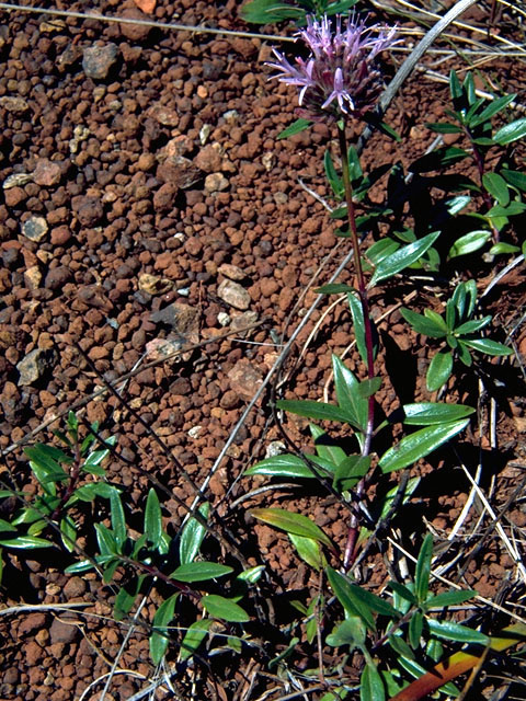 Monardella lanceolata (Mustang monardella) #16313