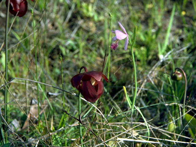 Sarracenia purpurea (Purple pitcherplant) #16334