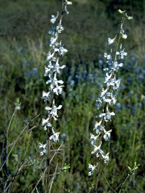 Delphinium carolinianum ssp. virescens (Carolina larkspur) #16349