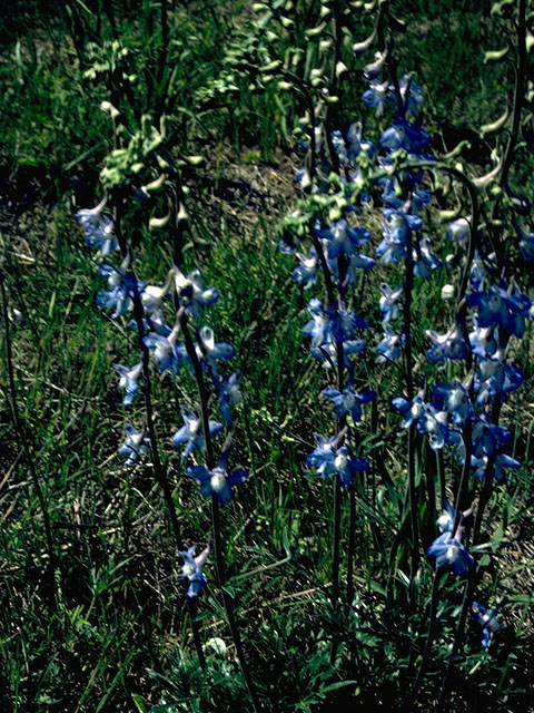 Delphinium carolinianum (Prairie larkspur) #16352