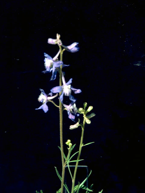 Delphinium carolinianum (Prairie larkspur) #16353