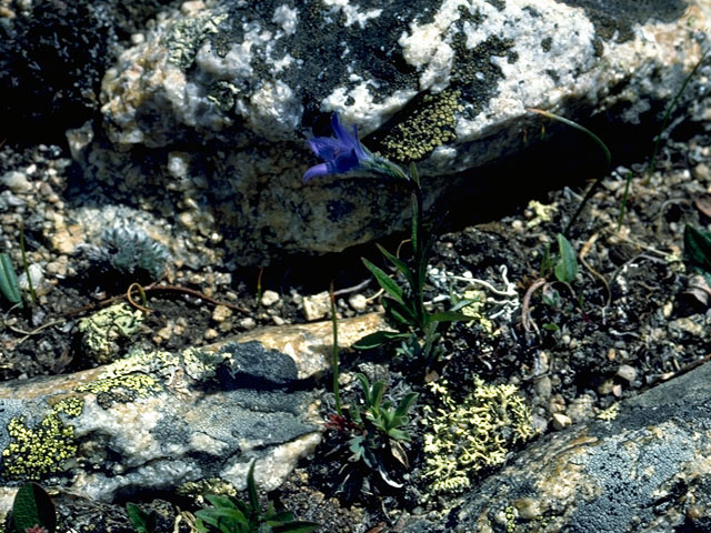 Campanula uniflora (Arctic bellflower) #16377